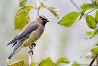   Bombycillidae